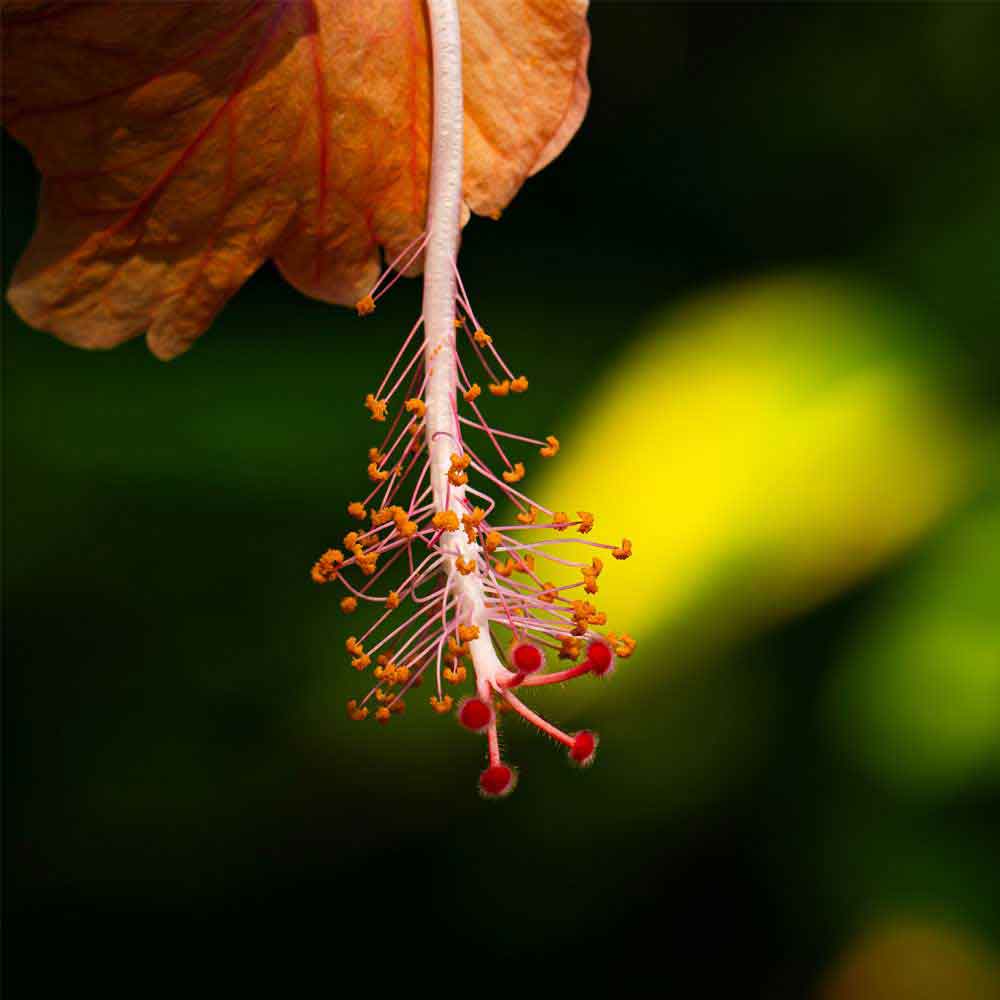 Flora orienco