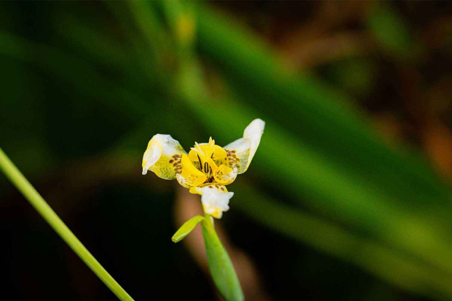 FLORA ORIENCO